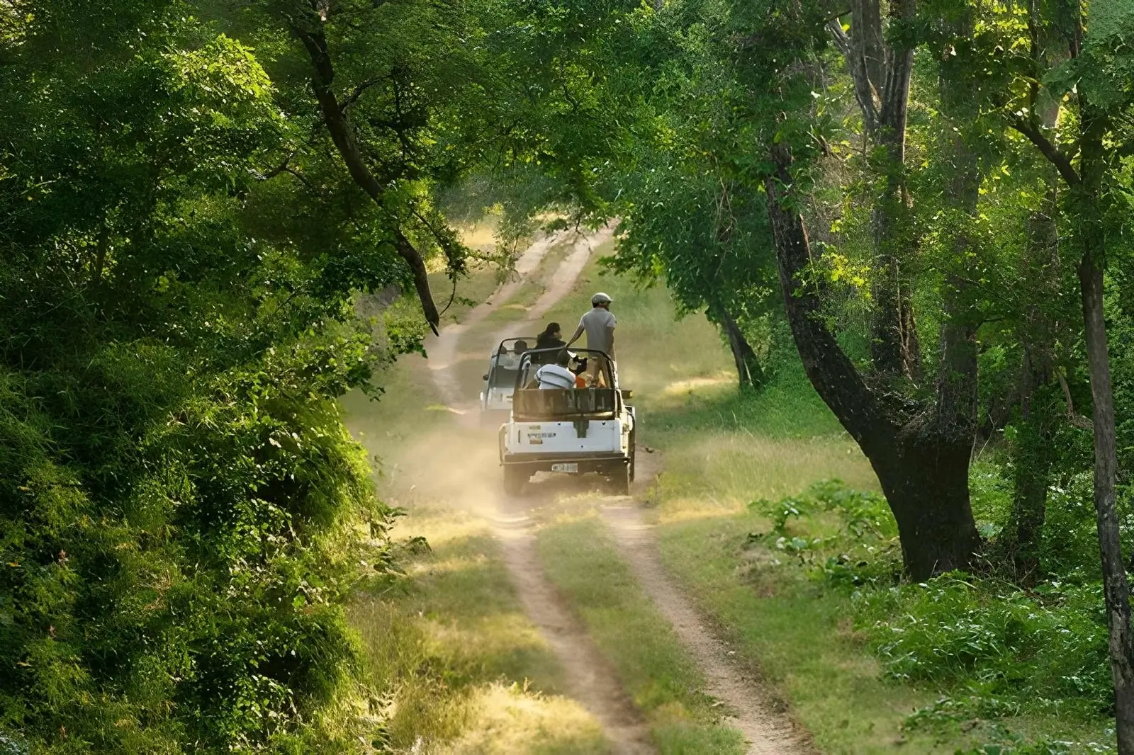 Tadoba Safari with Pench, Kanha & Bandhavgarh National Park