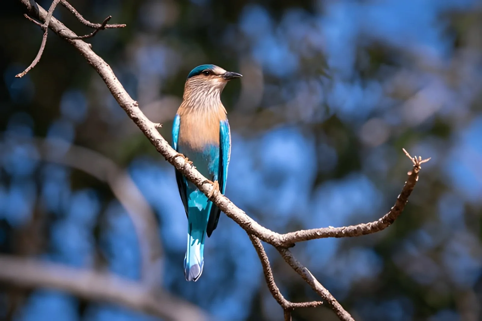 Birdlife in Maharashtra