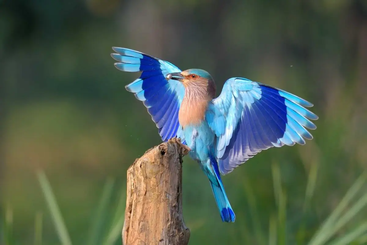Birding - Tadoba National Park, Maharashtra