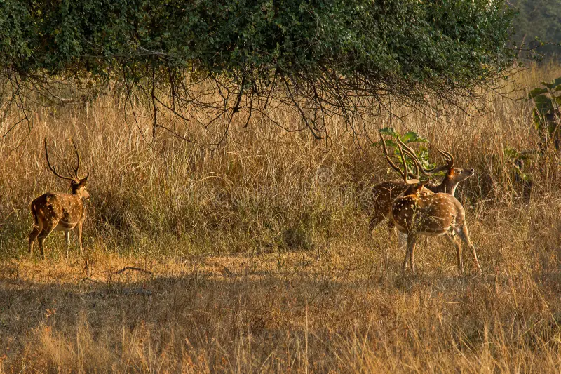 Chital - Tadoba National Park, Maharashtra