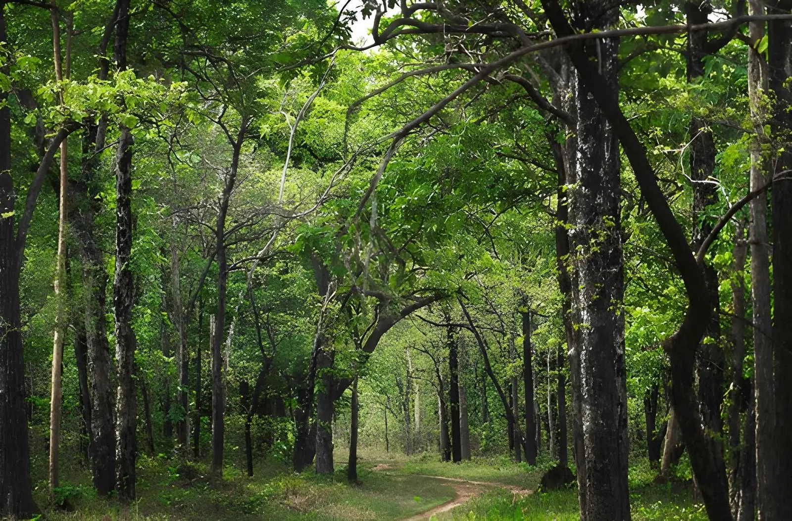 Flora and Fauna, Maharashtra