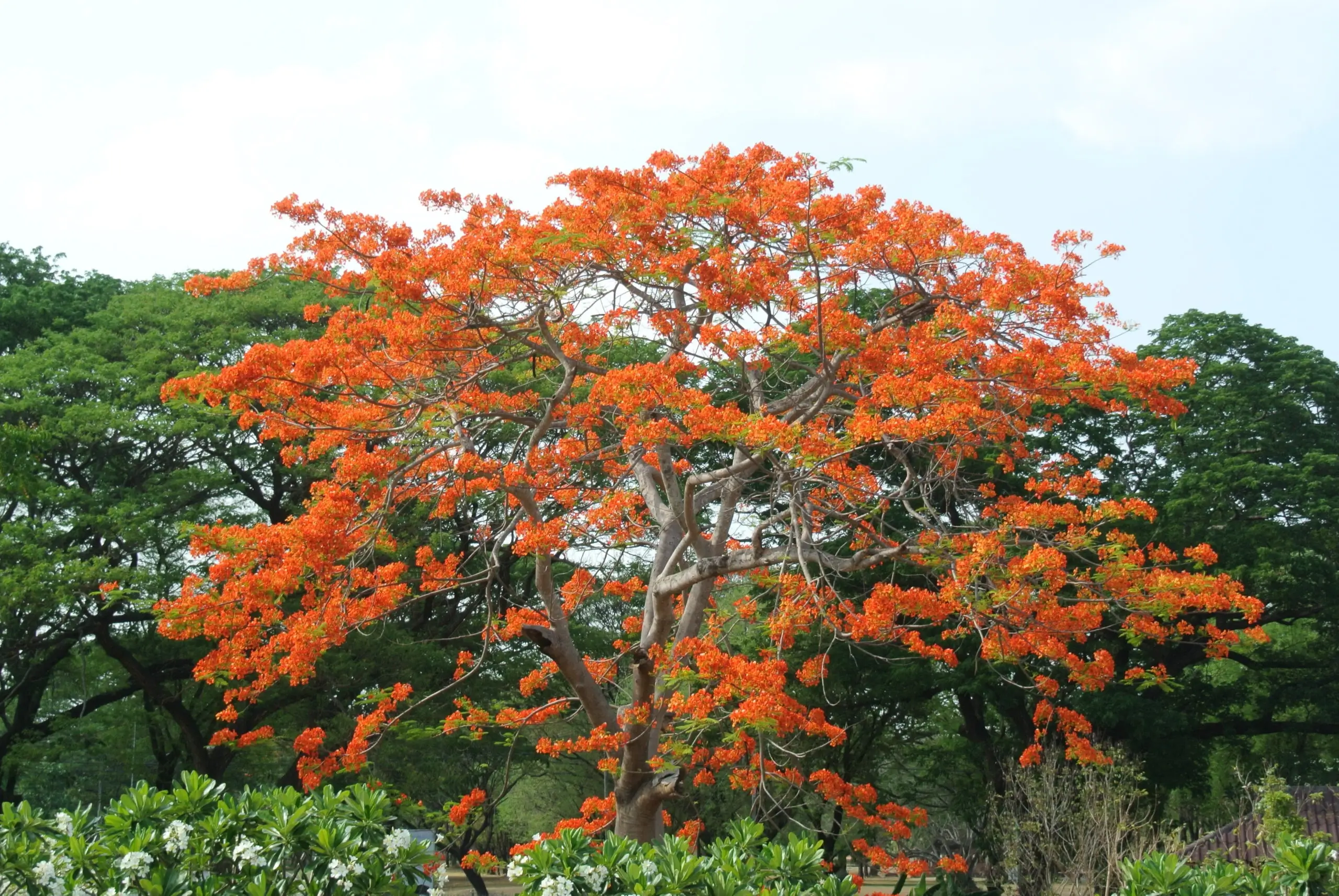 Flora in Tadoba Tiger Reserve, Maharashtra