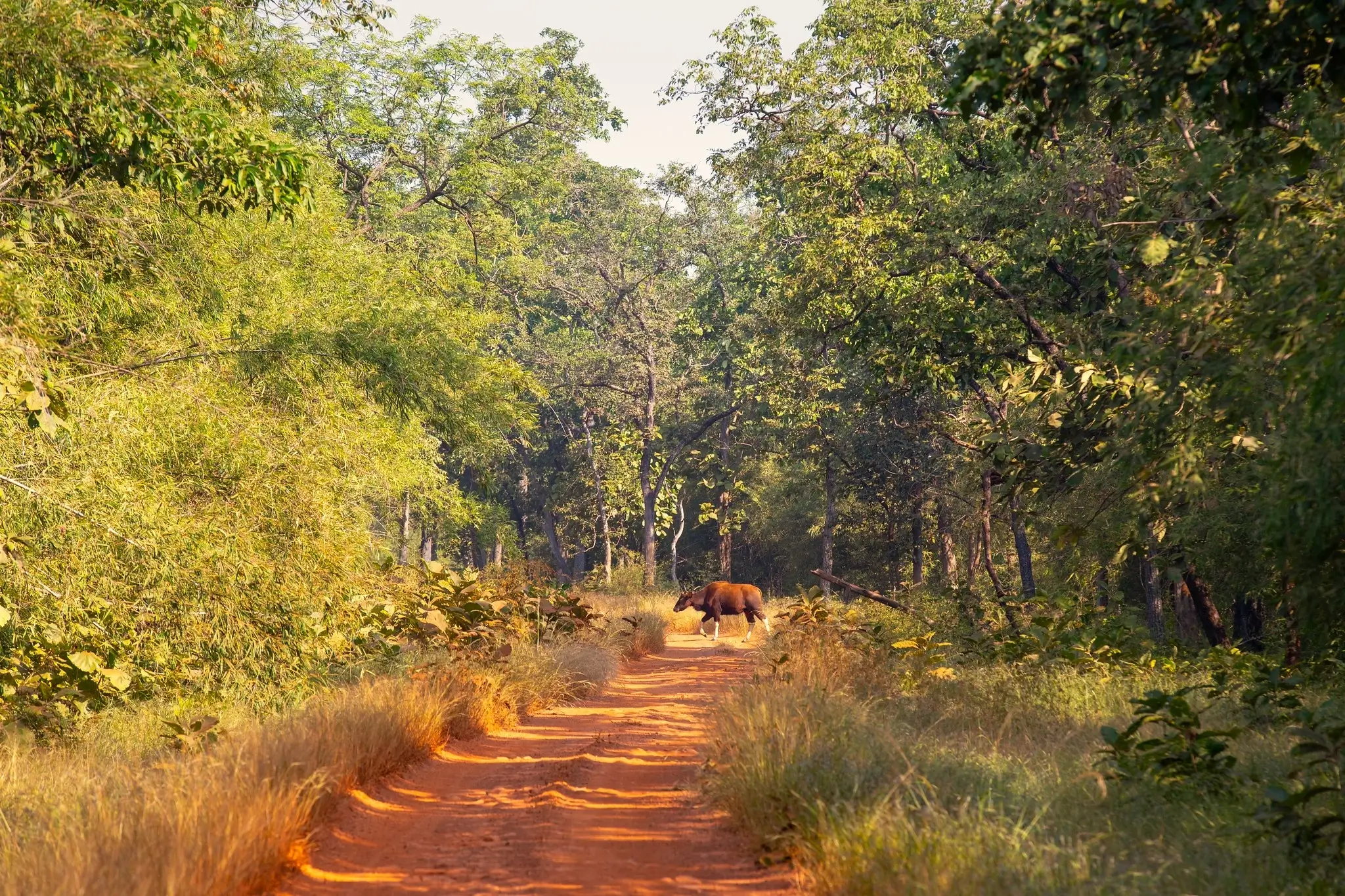 Flora in Tadoba - Tadoba National Park, Maharashtra