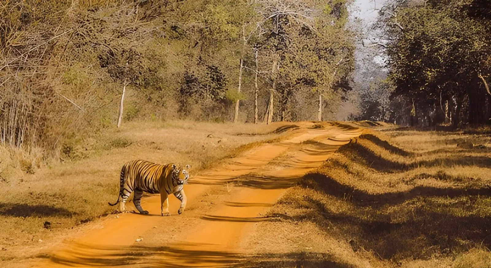 FLora of Tadoba National Park, Maharashtra