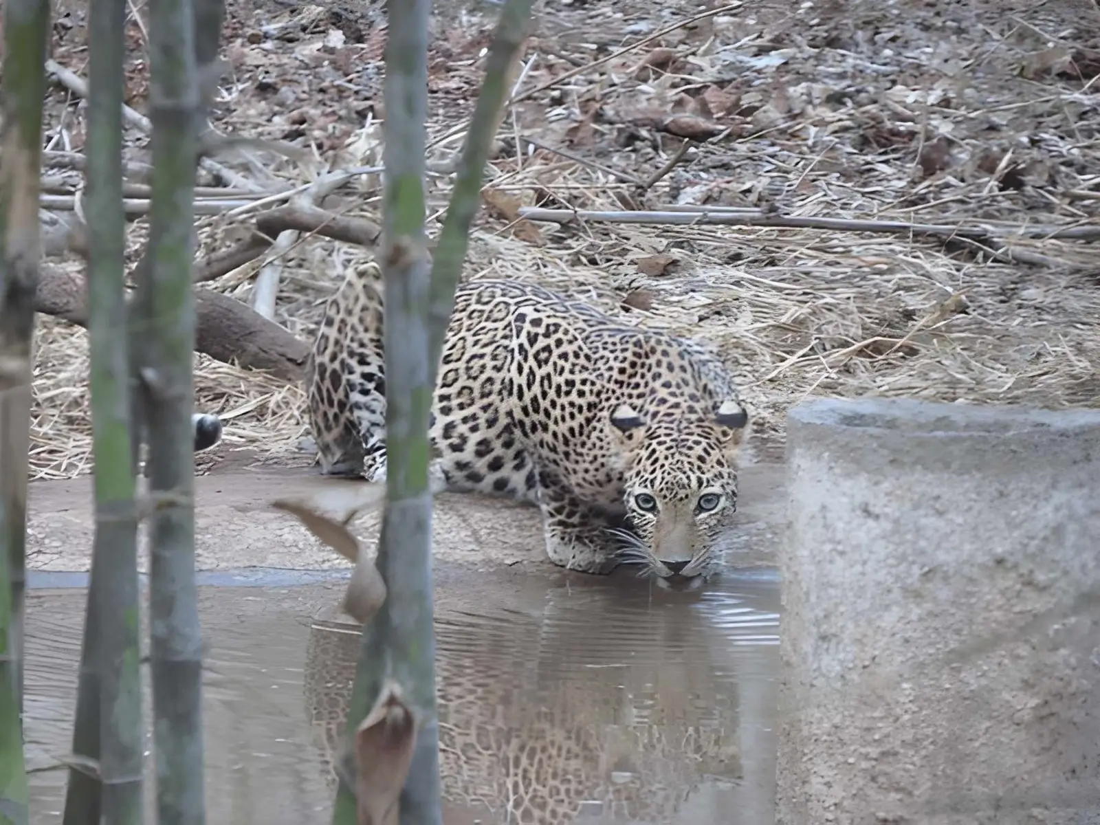 Nagzira Wildlife Sanctuary, Maharashtra