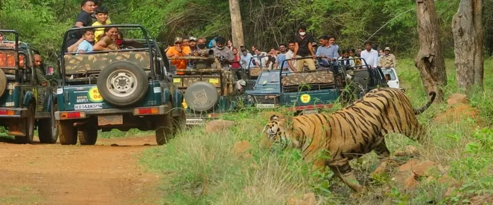 Nagzira Wildlife Sanctuary, Maharashtra