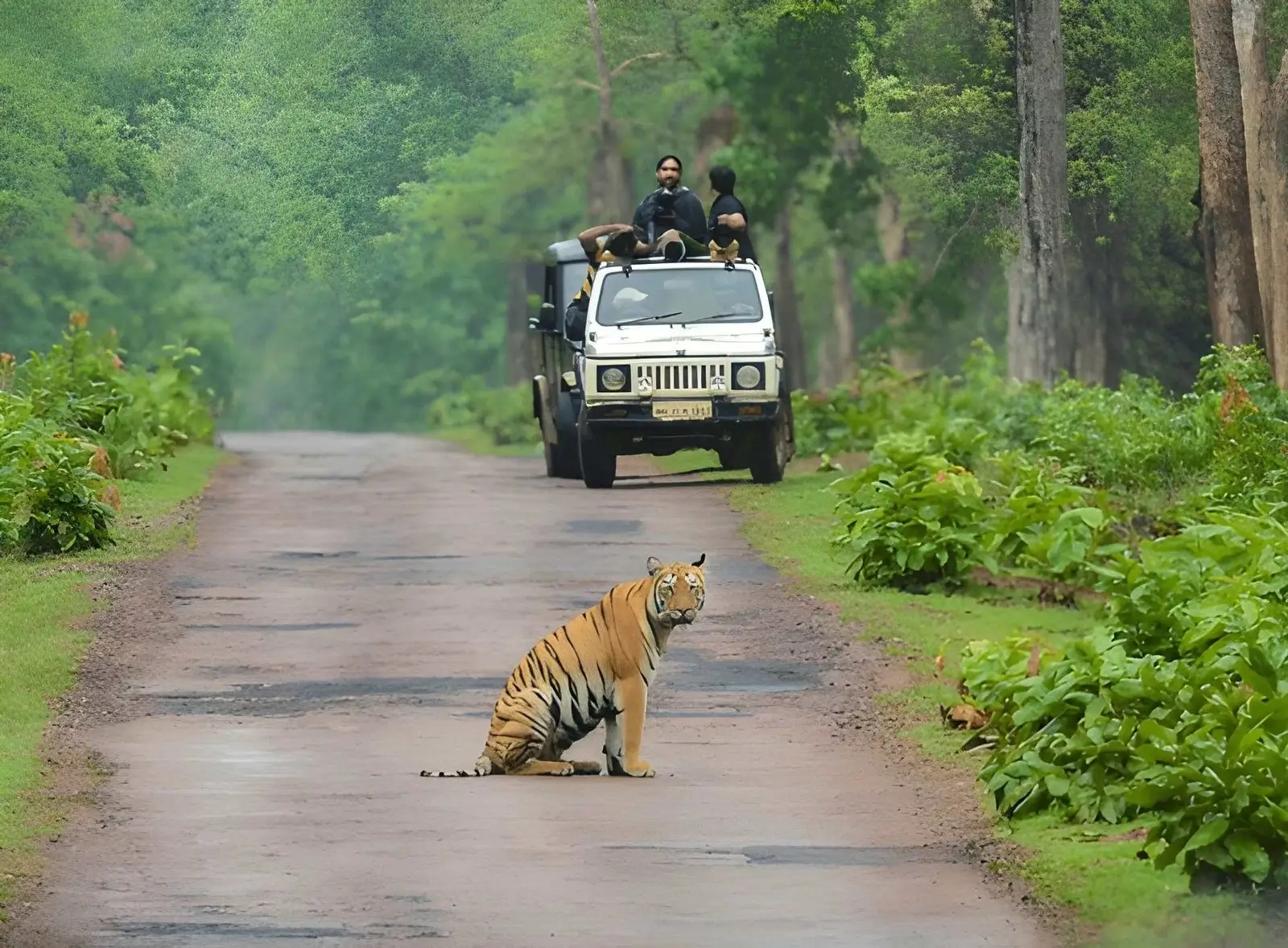 Wildlife of Tadoba - Tadoba National Park, Maharashtra