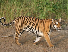 tadoba national park nearest tourist places