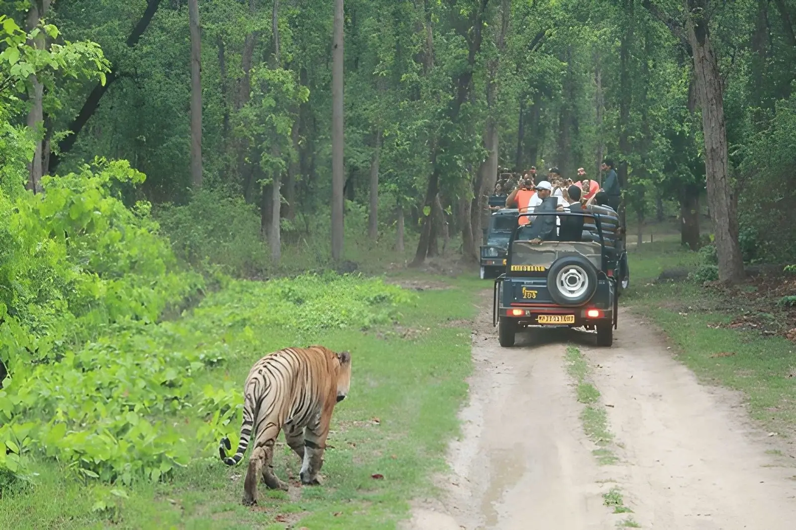 Tadoba Safari with Pench, Kanha & Bandhavgarh National Park