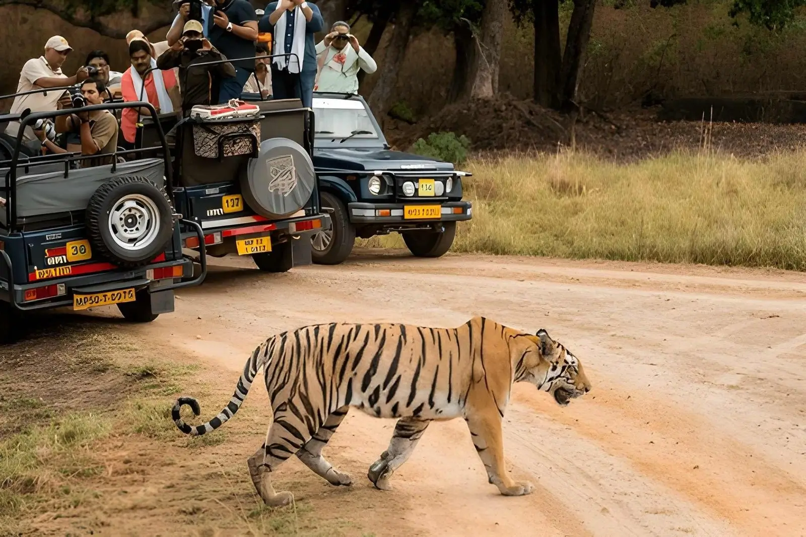 Tadoba Safari with Pench, Kanha & Bandhavgarh National Park