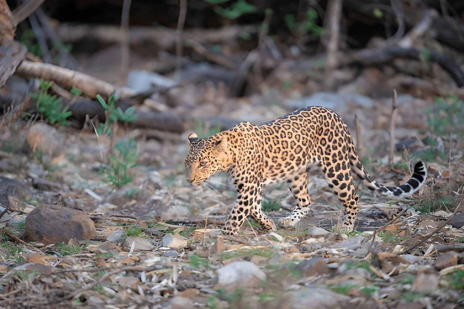 Iconic Wildlife of Maharashtra