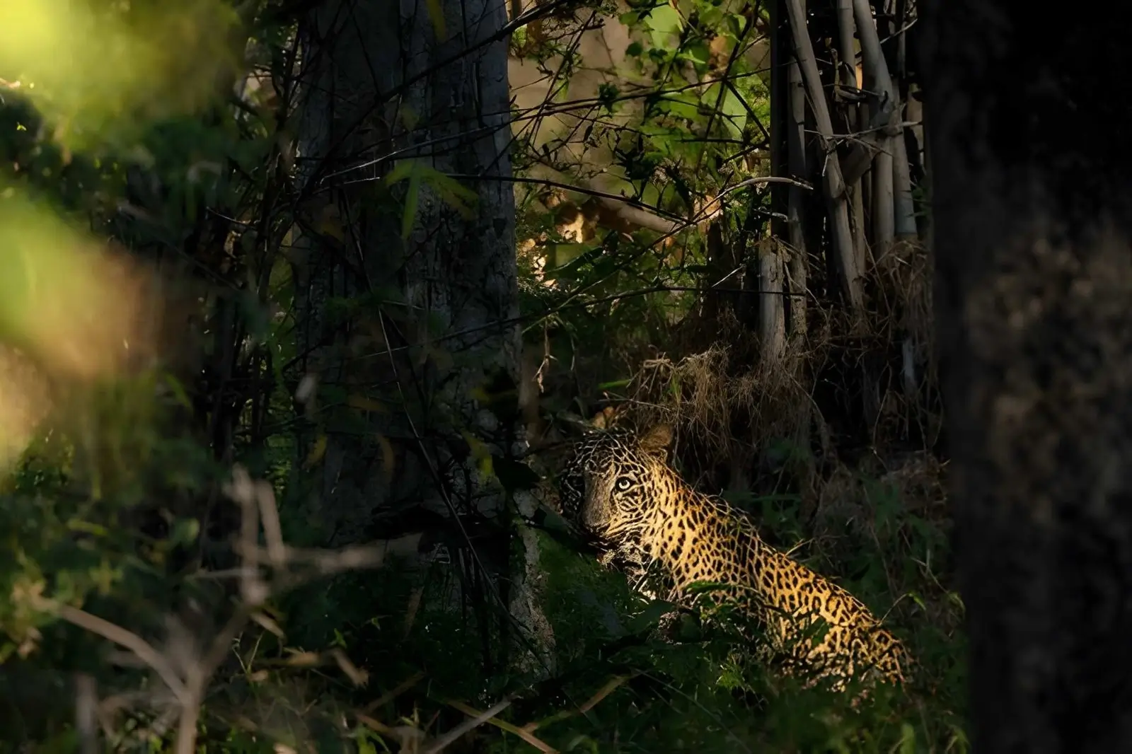 Leopard - Tadoba National Park, Maharashtra