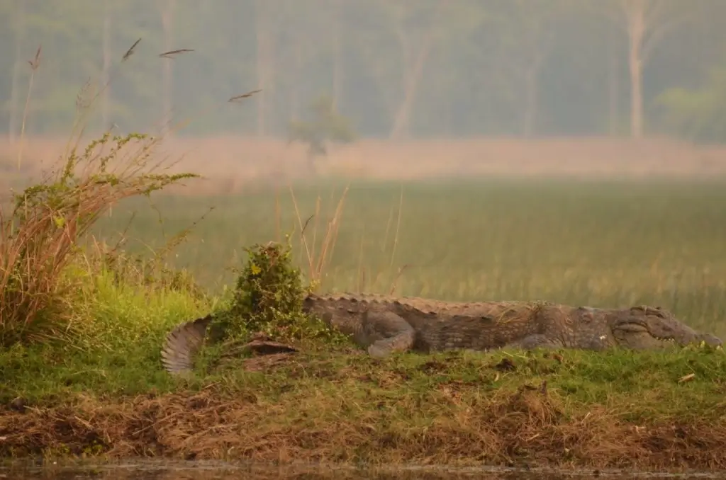 Mugger Crocodile - Tadoba National Park, Maharashtra