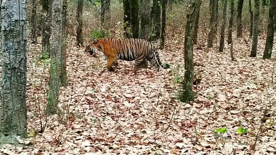 Nagzira Wildlife Sanctuary, Maharashtra