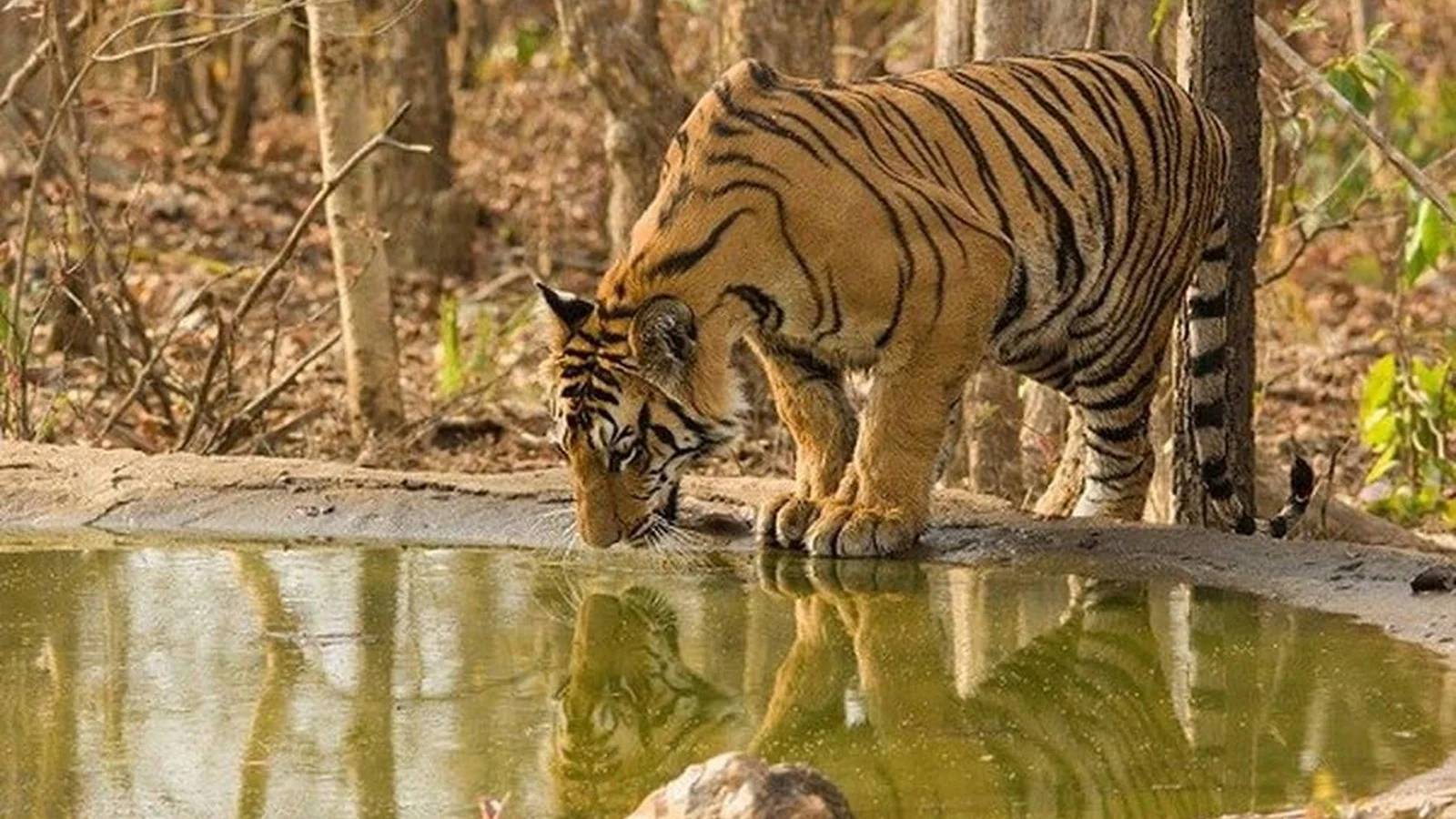 Navegaon National Park, Maharashtra