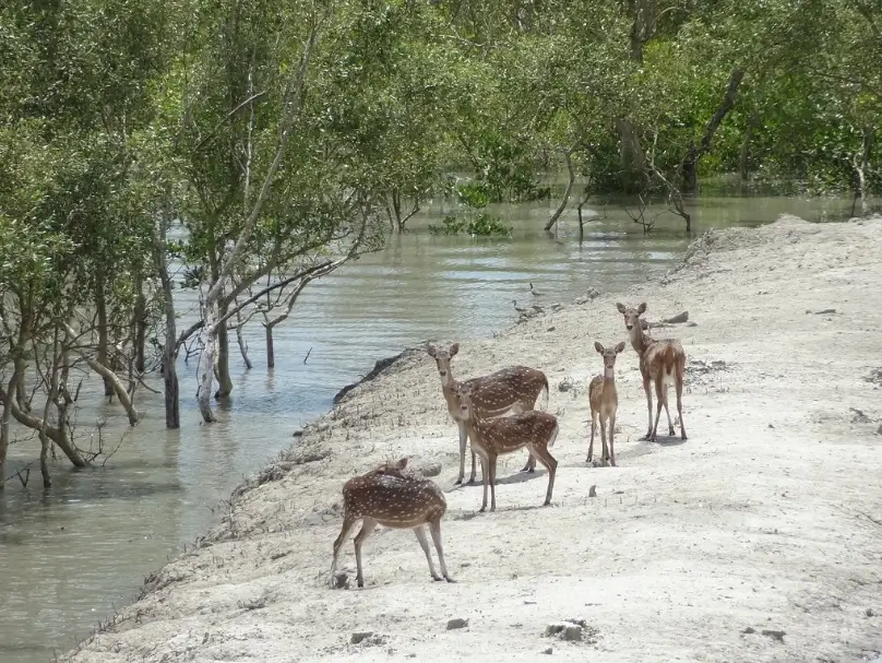 Navegaon National Park, Maharashtra