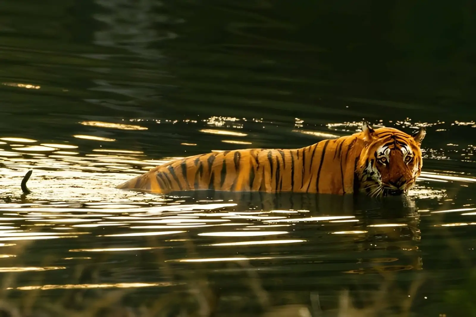 Tadoba Safari with Pench, Kanha & Bandhavgarh National Park