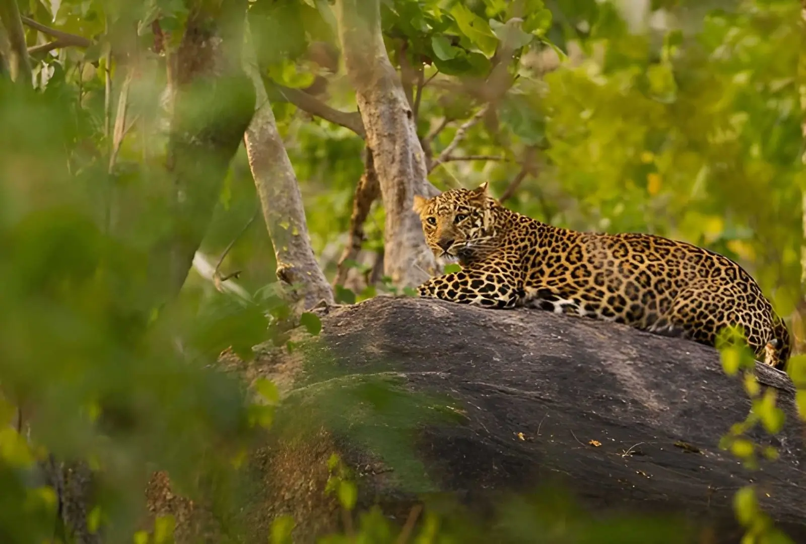 Tadoba National Park - Maharashtra, India