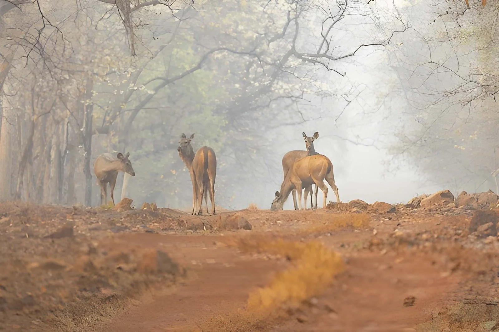 Sambar Deer in Tadoba, Maharashtra