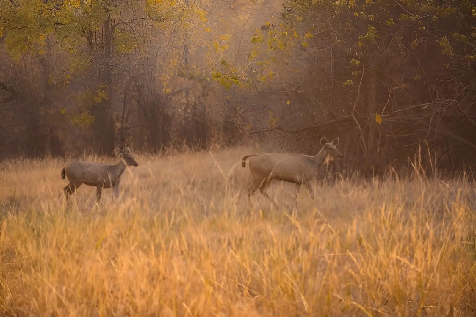 Sambar - Tadoba National Park, Maharashtra