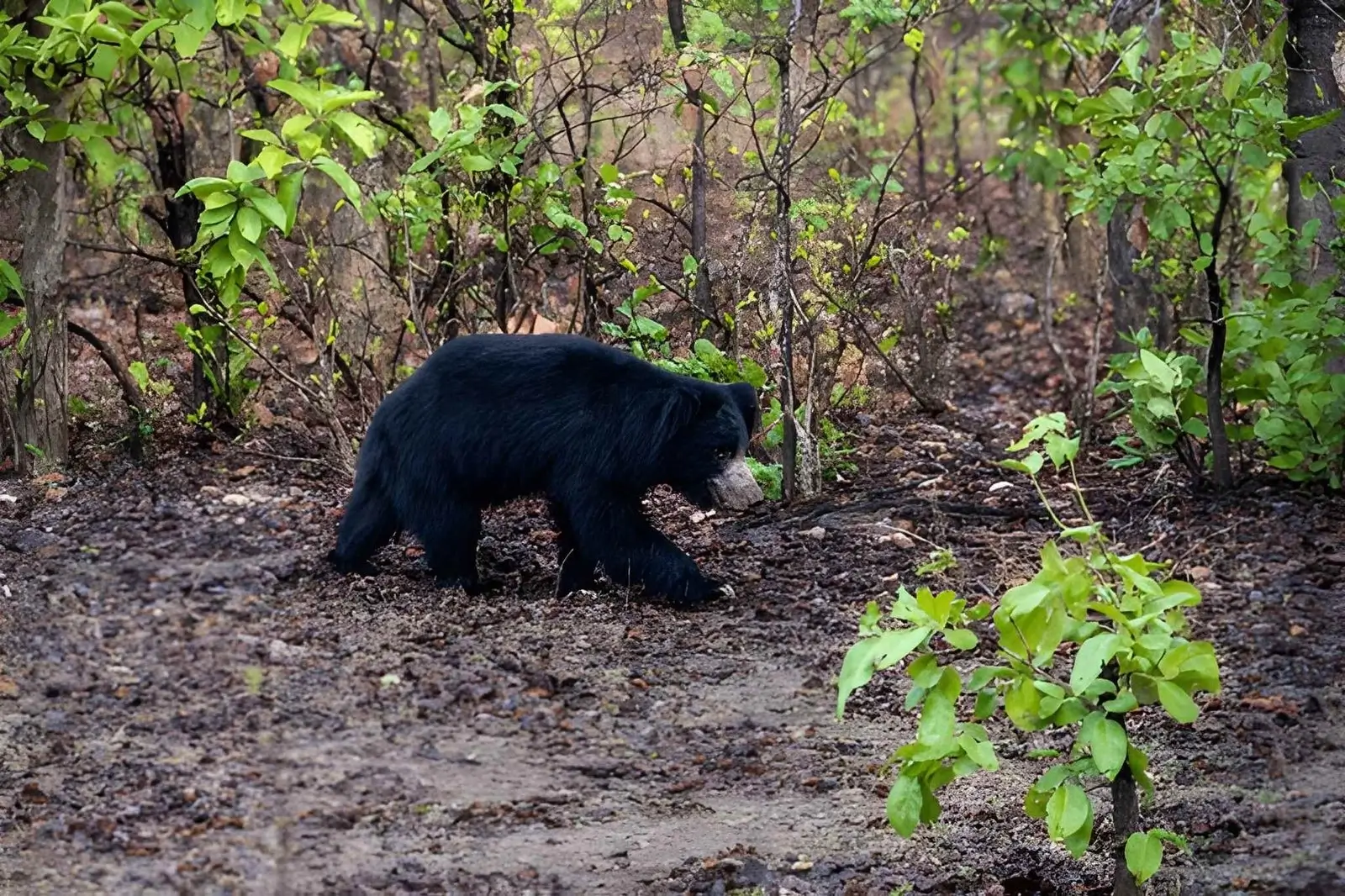 Weekend Gateway Tadoba - Tadoba National Park, Maharashtra
