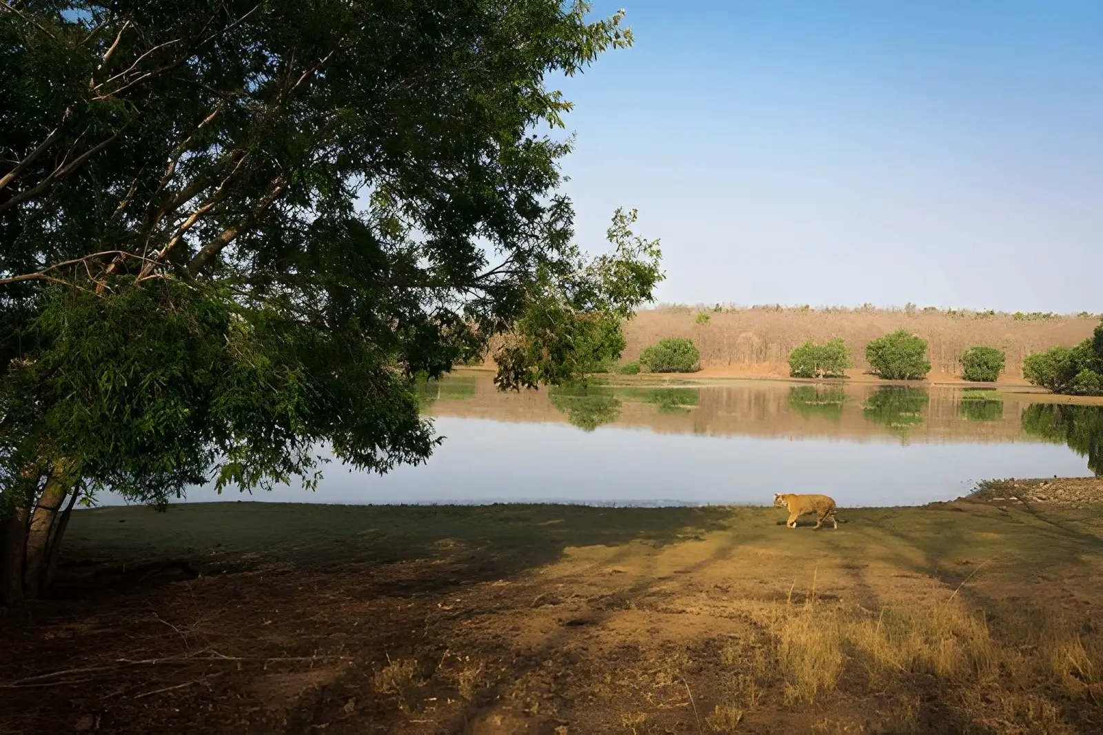 Tadoba Lake - Tadoba National Park, Maharashtra