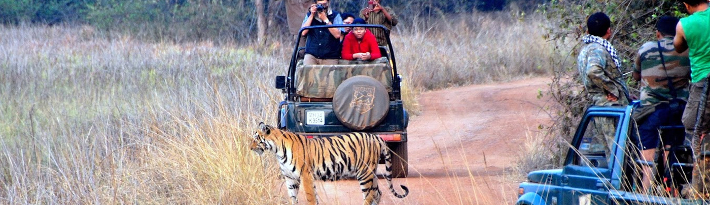 jungle safari in maharashtra