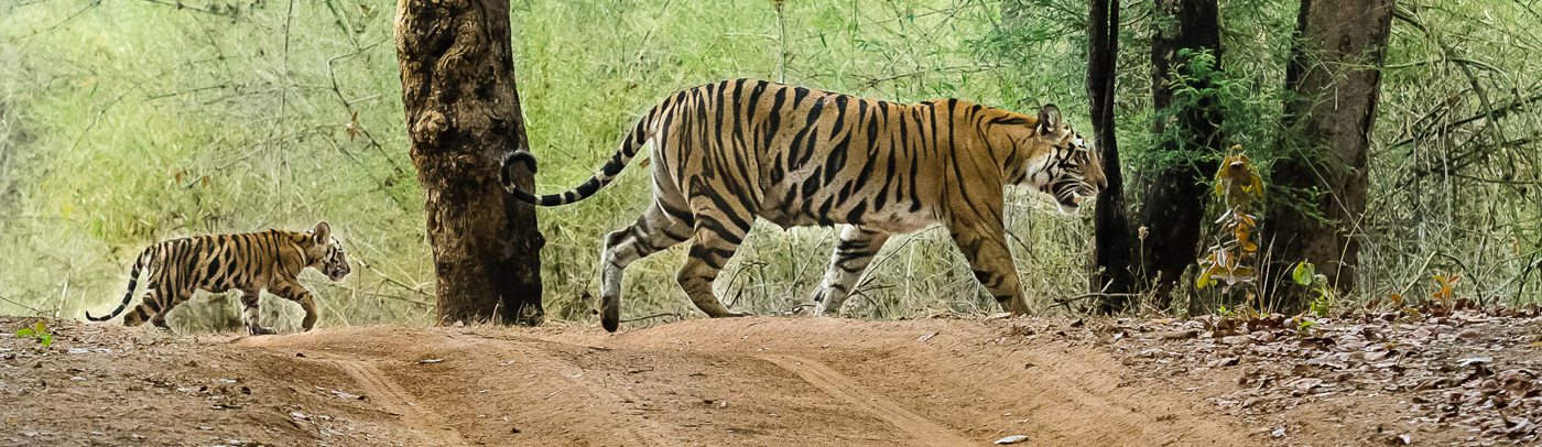 tadoba forest safari booking