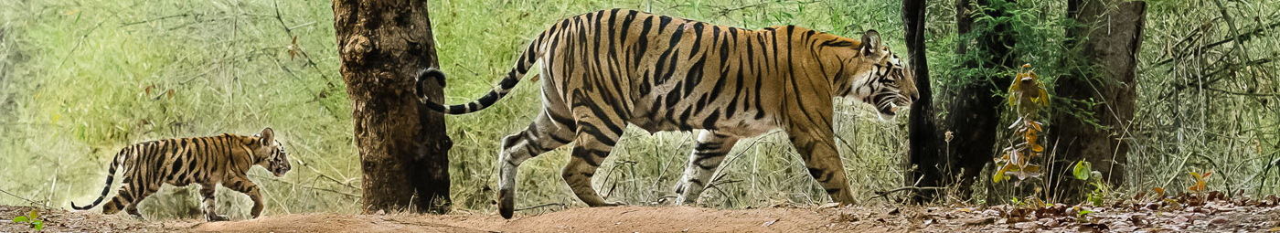 tadoba national park nearest tourist places