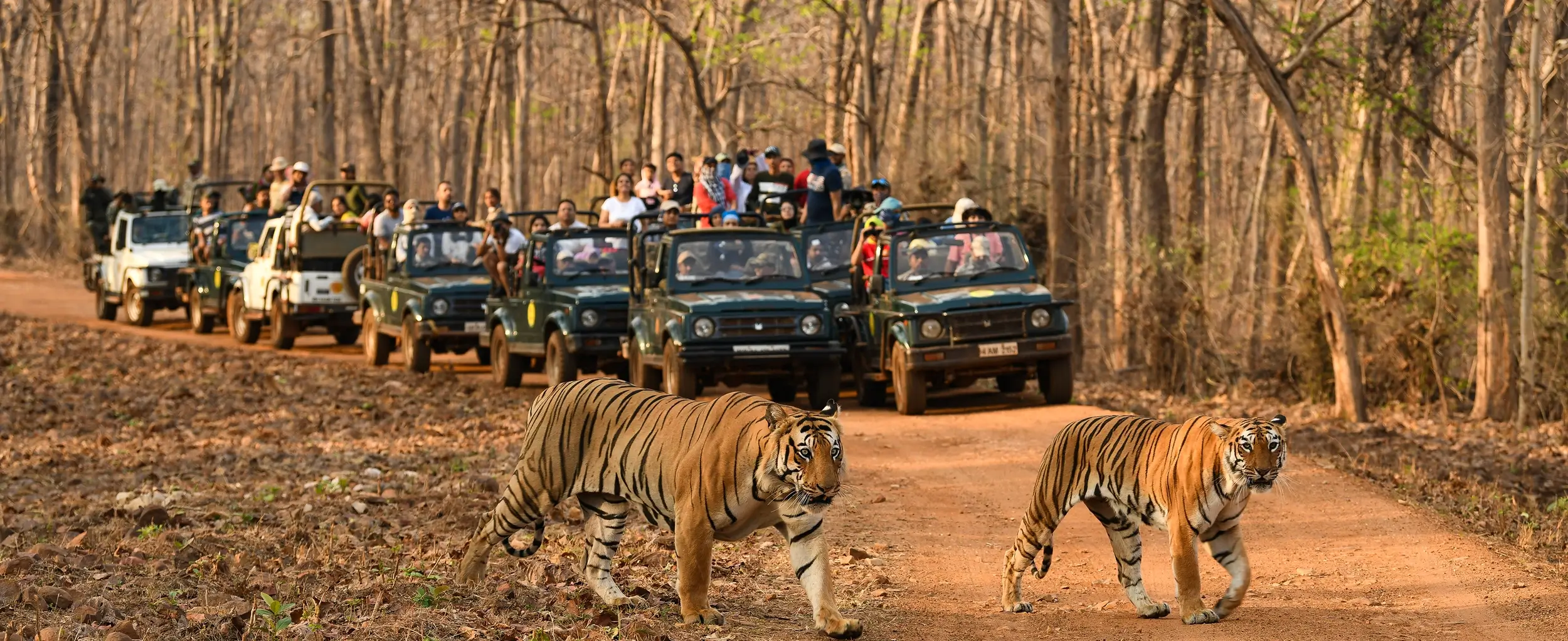 Safari Zones in Tadoba National Park, Maharashtra