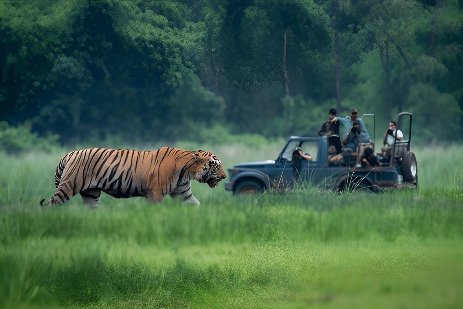 Wildlife Tiger in Tadoba, Maharashtra