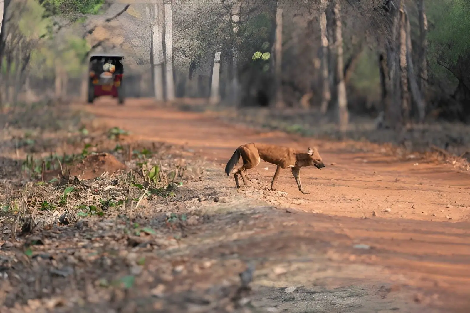 Wild Dog - Tadoba National Park, Maharashtra