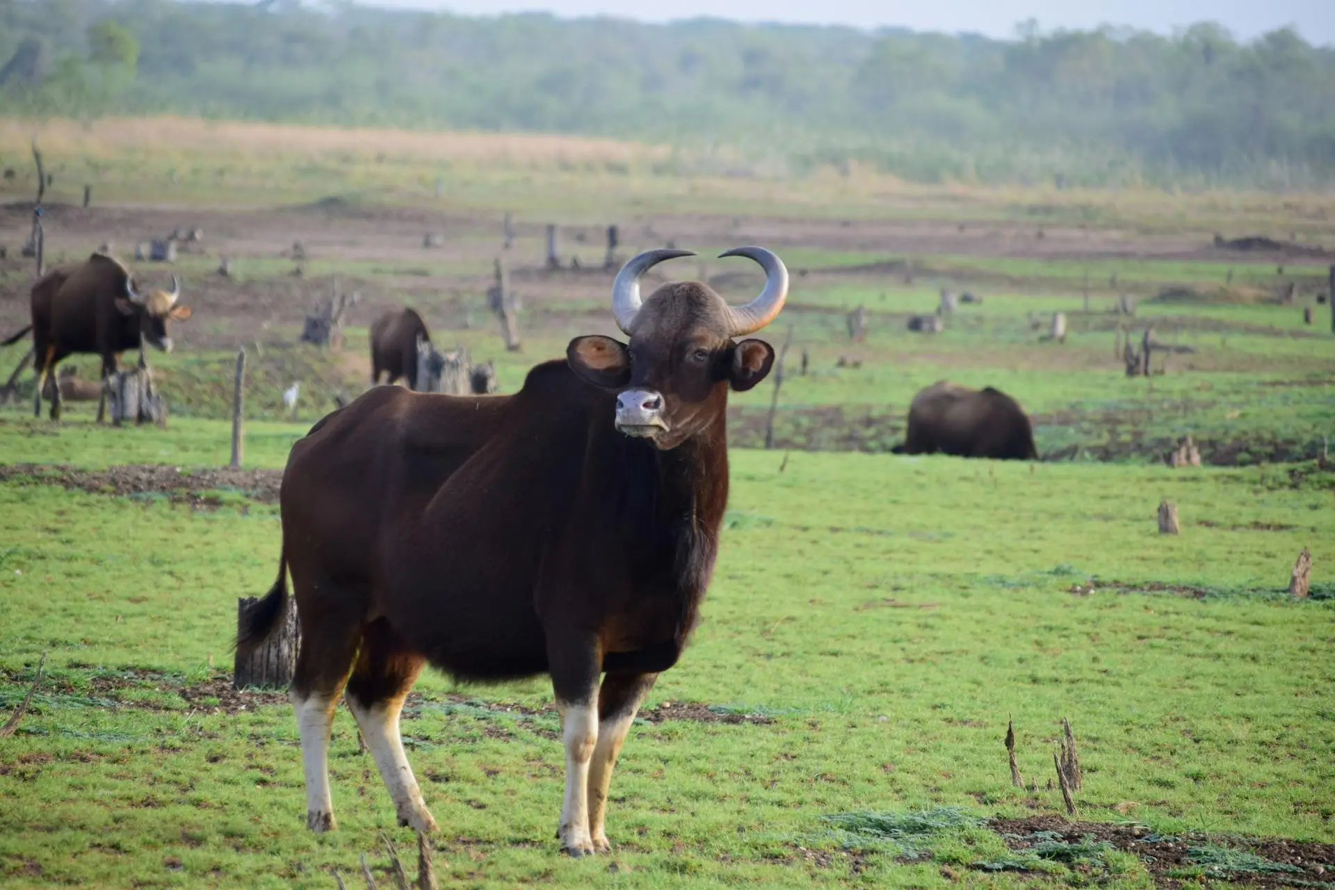 Indian Gaur - Tadoba National Park, Maharashtra