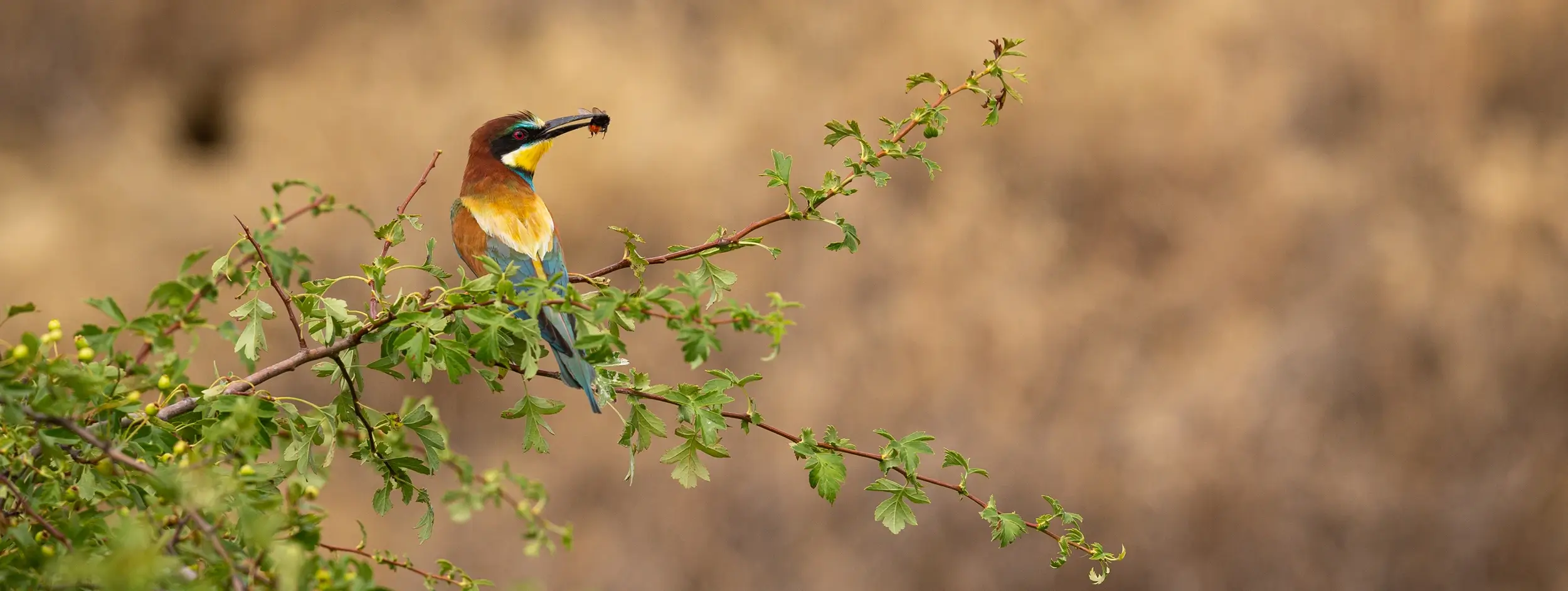 Birding in Tadoba National Park, Maharashtra