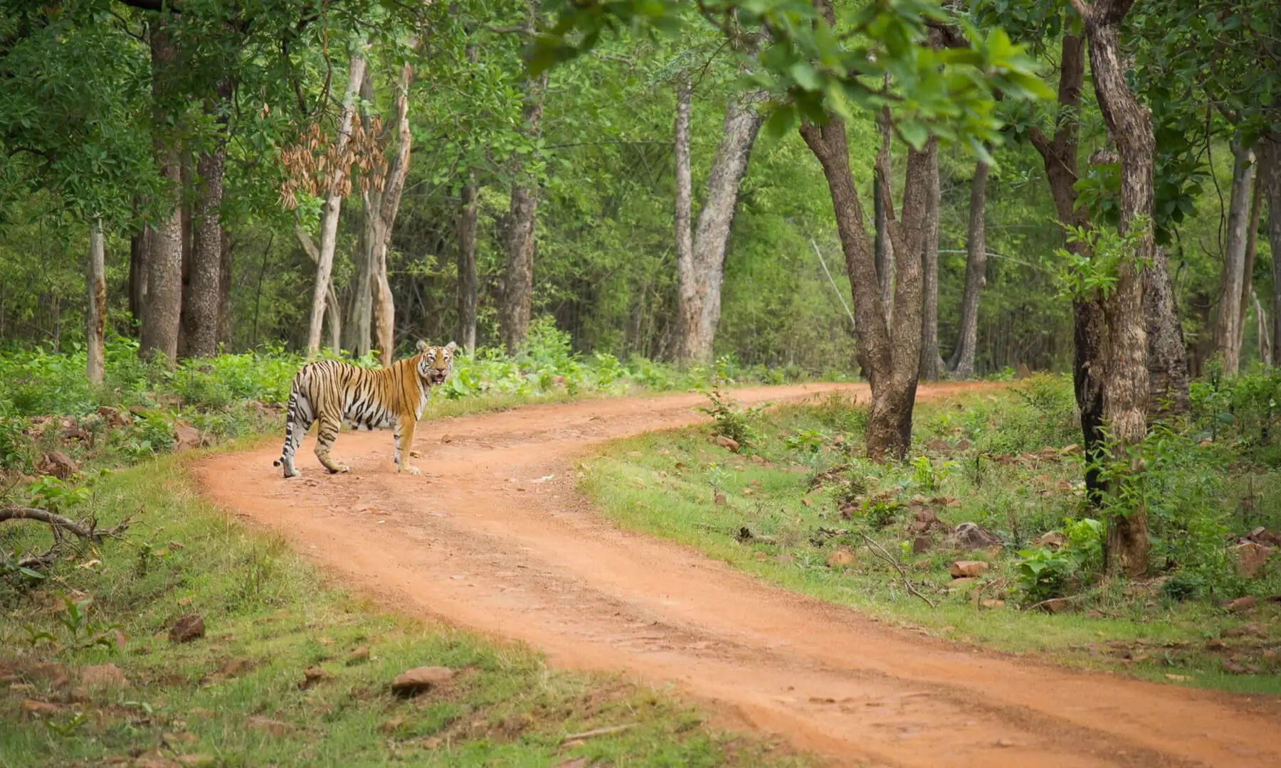 Safari Booking in Tadoba National Park, Maharashtra