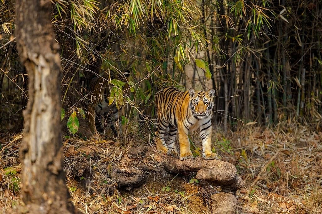 Tadoba National Park - Maharashtra