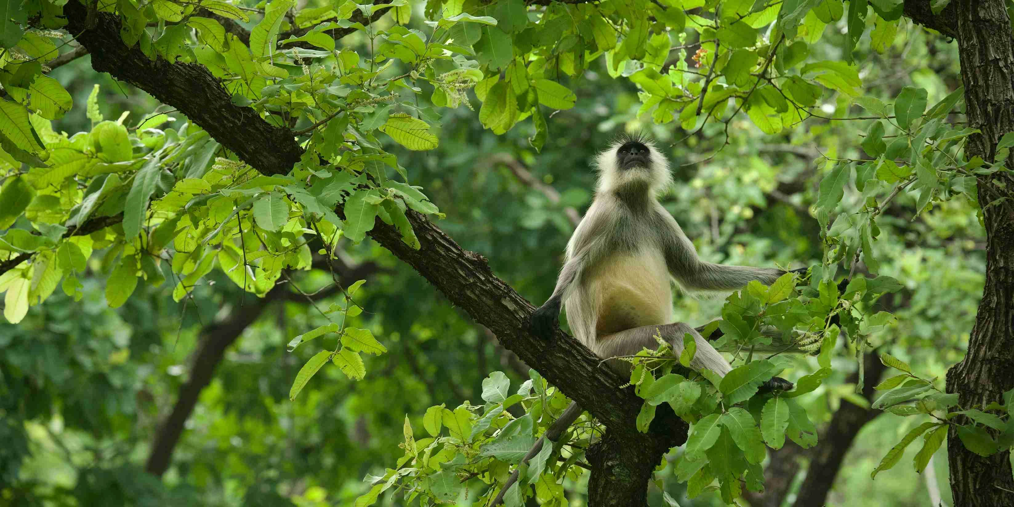 Tadoba National Park - Maharashtra
