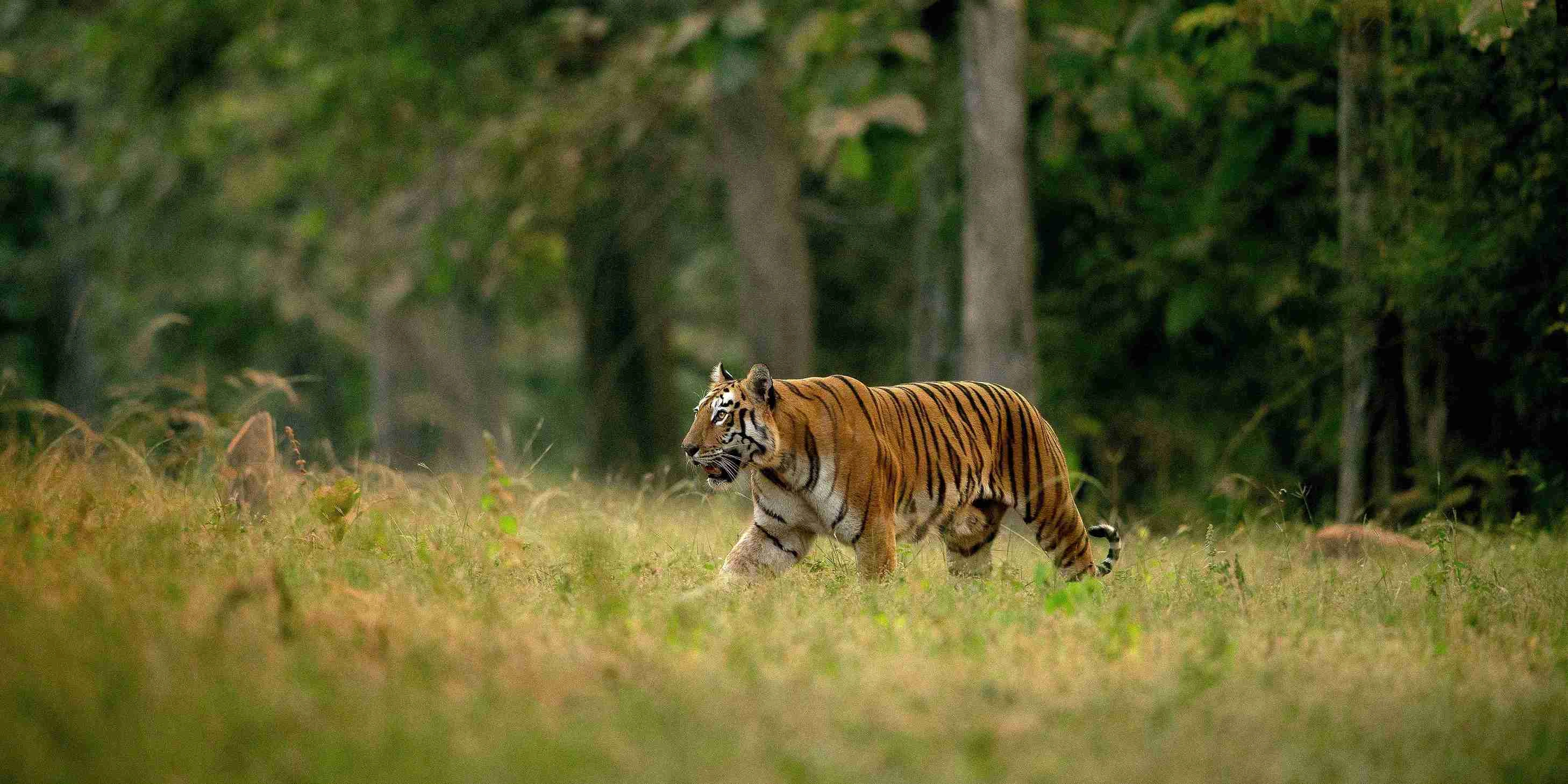Tadoba National Park - Maharashtra