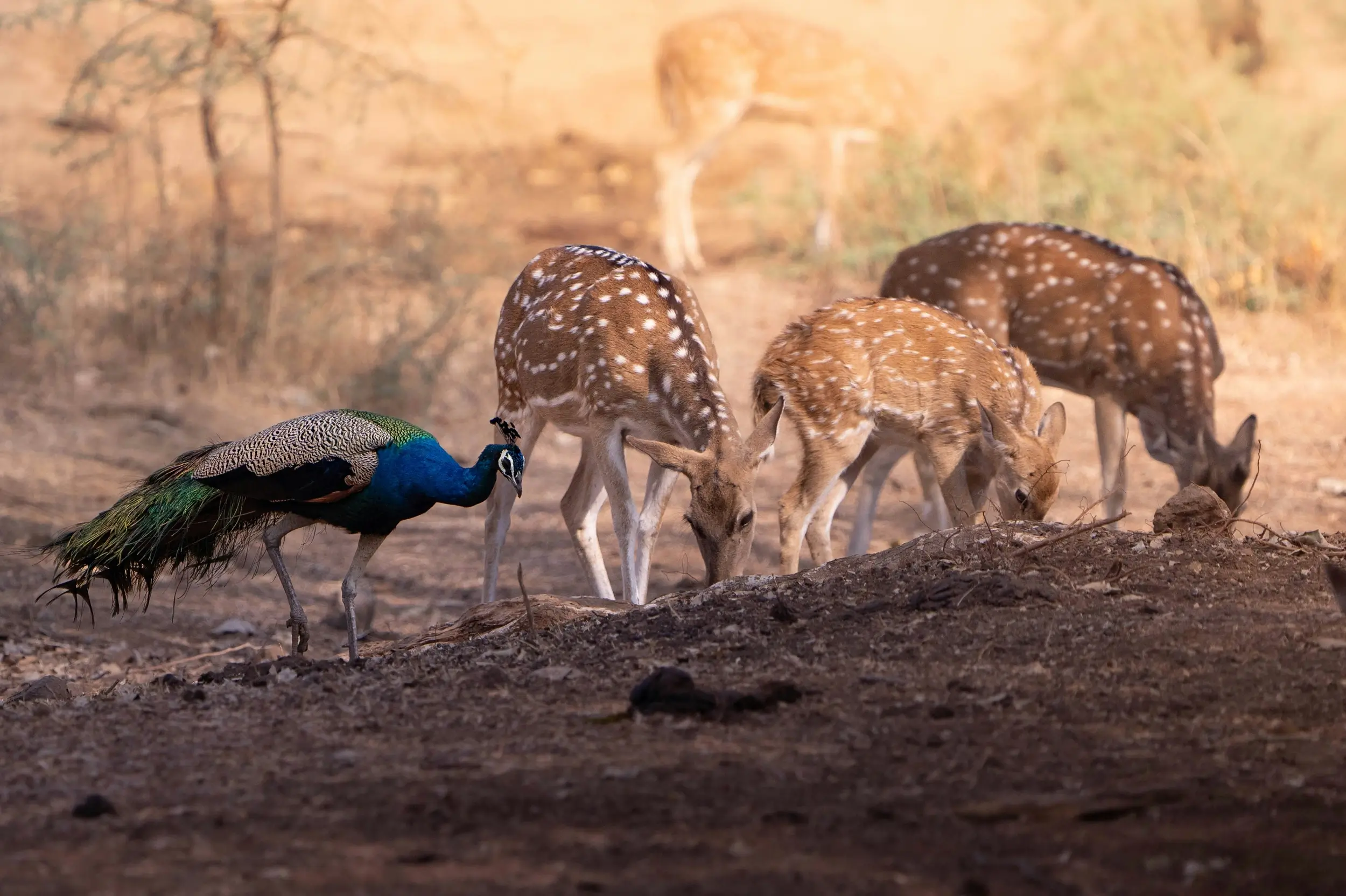Tadoba National Park - Maharashtra