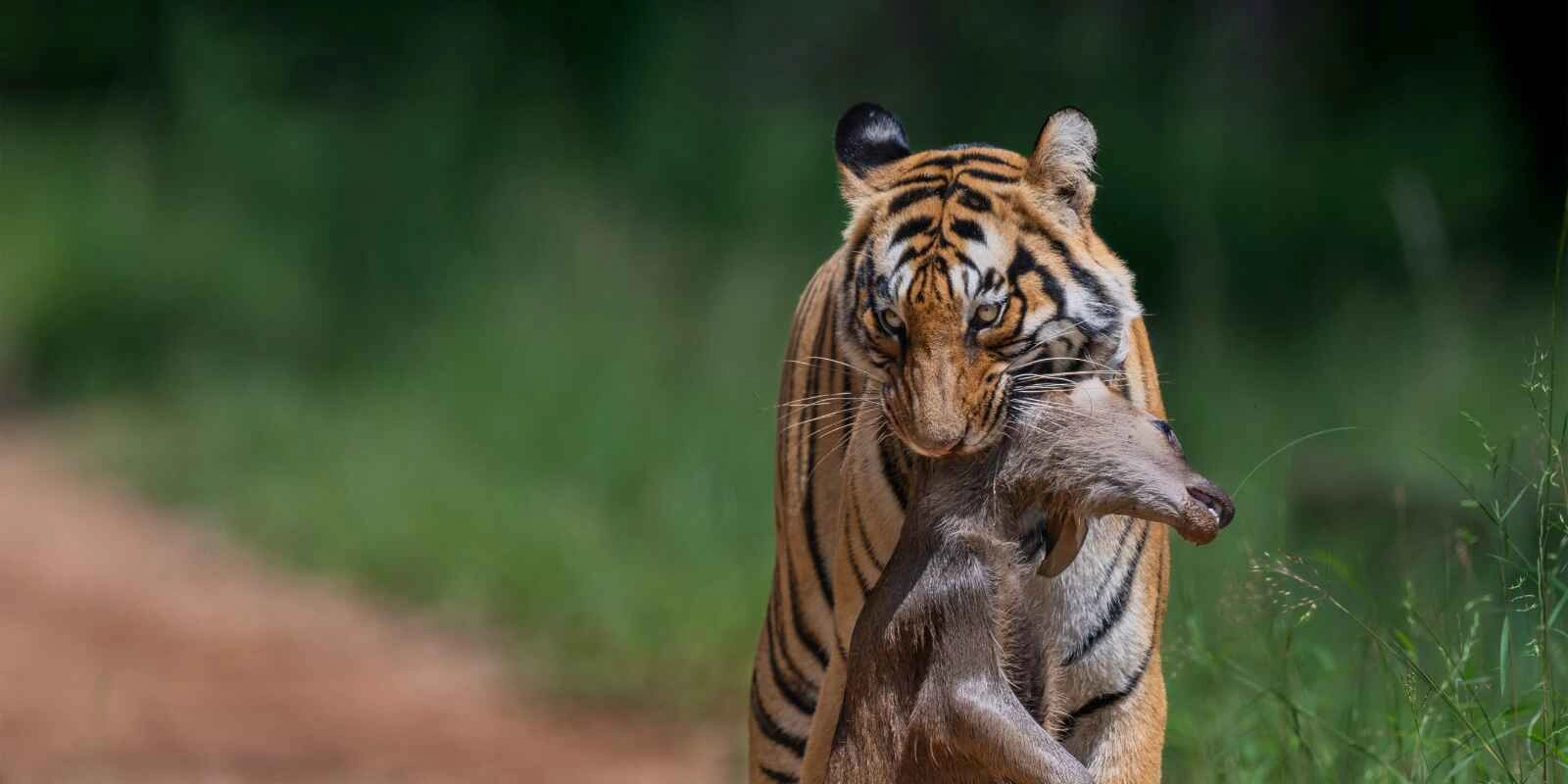 Tadoba National Park - Maharashtra