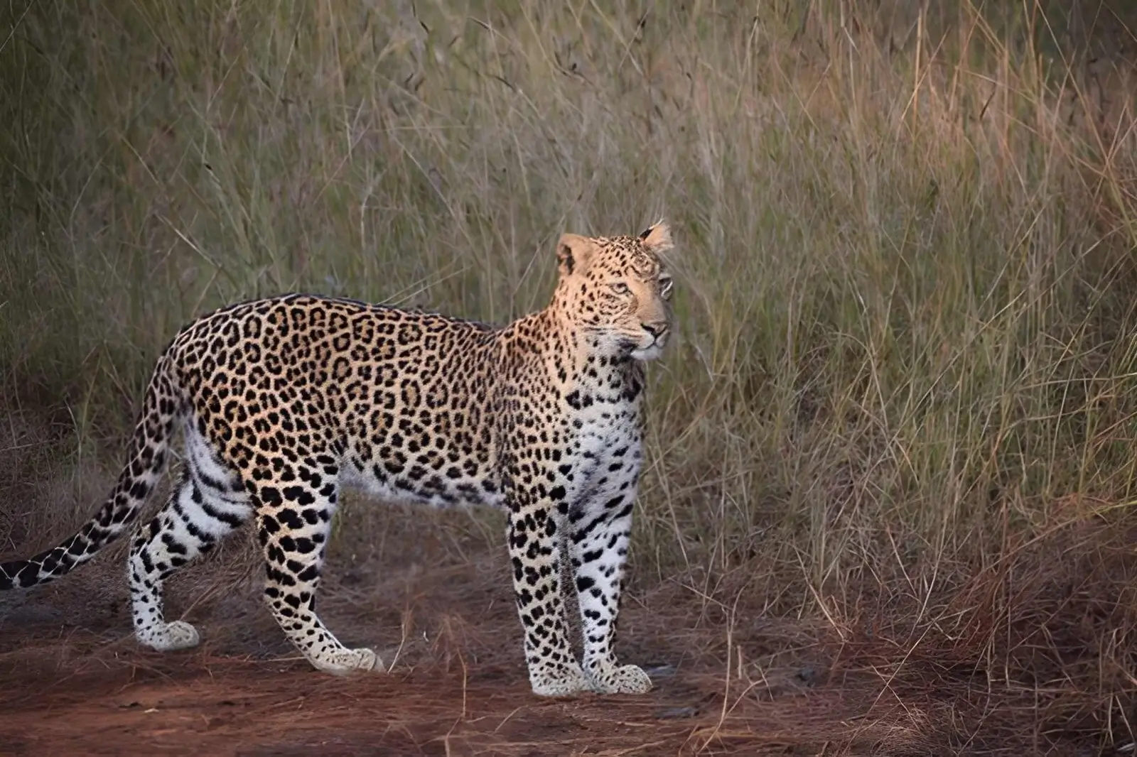 Tadoba National Park - Maharashtra