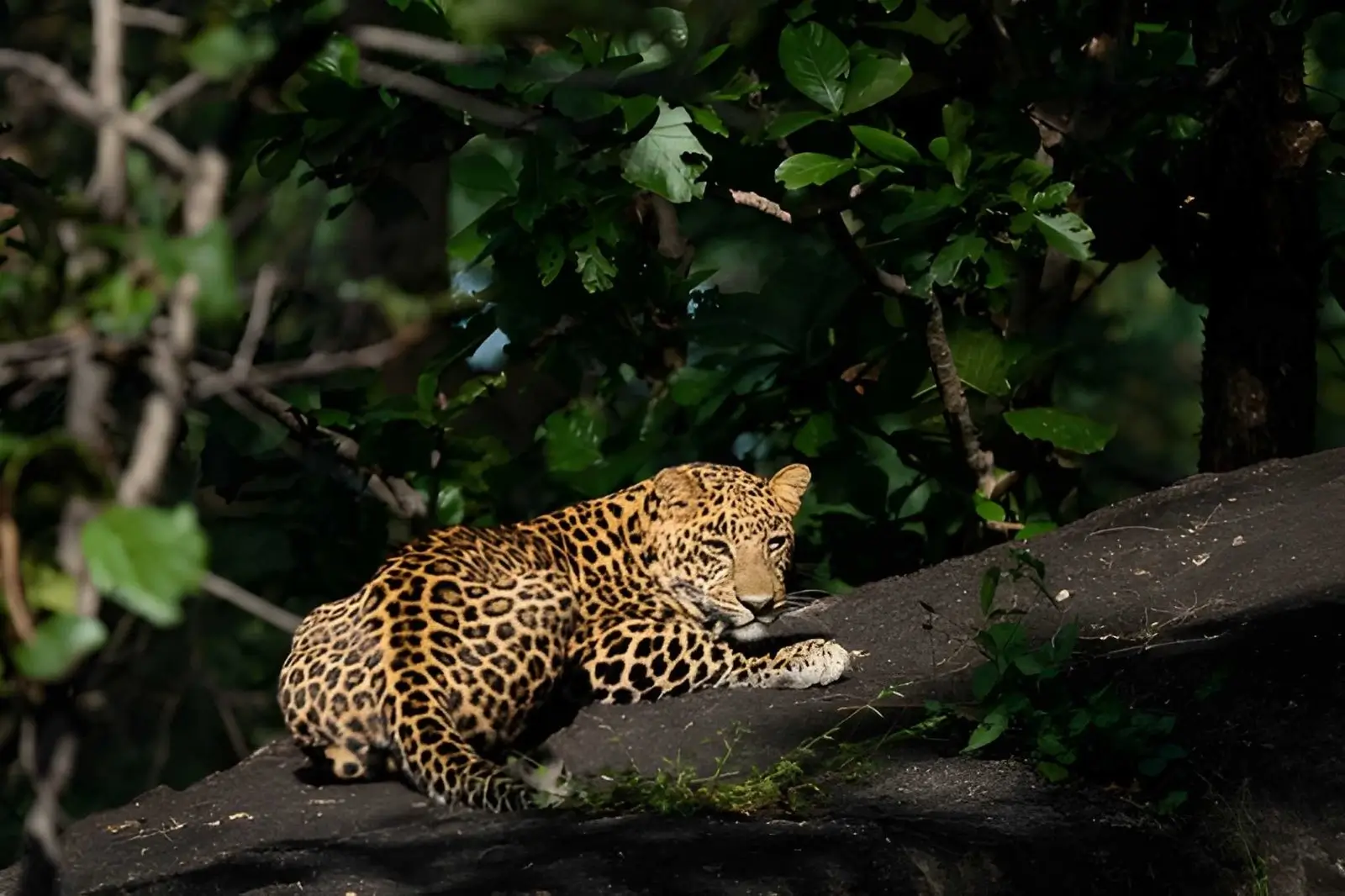 Tadoba Kanha Tour - Tadoba National Park, Maharashtra