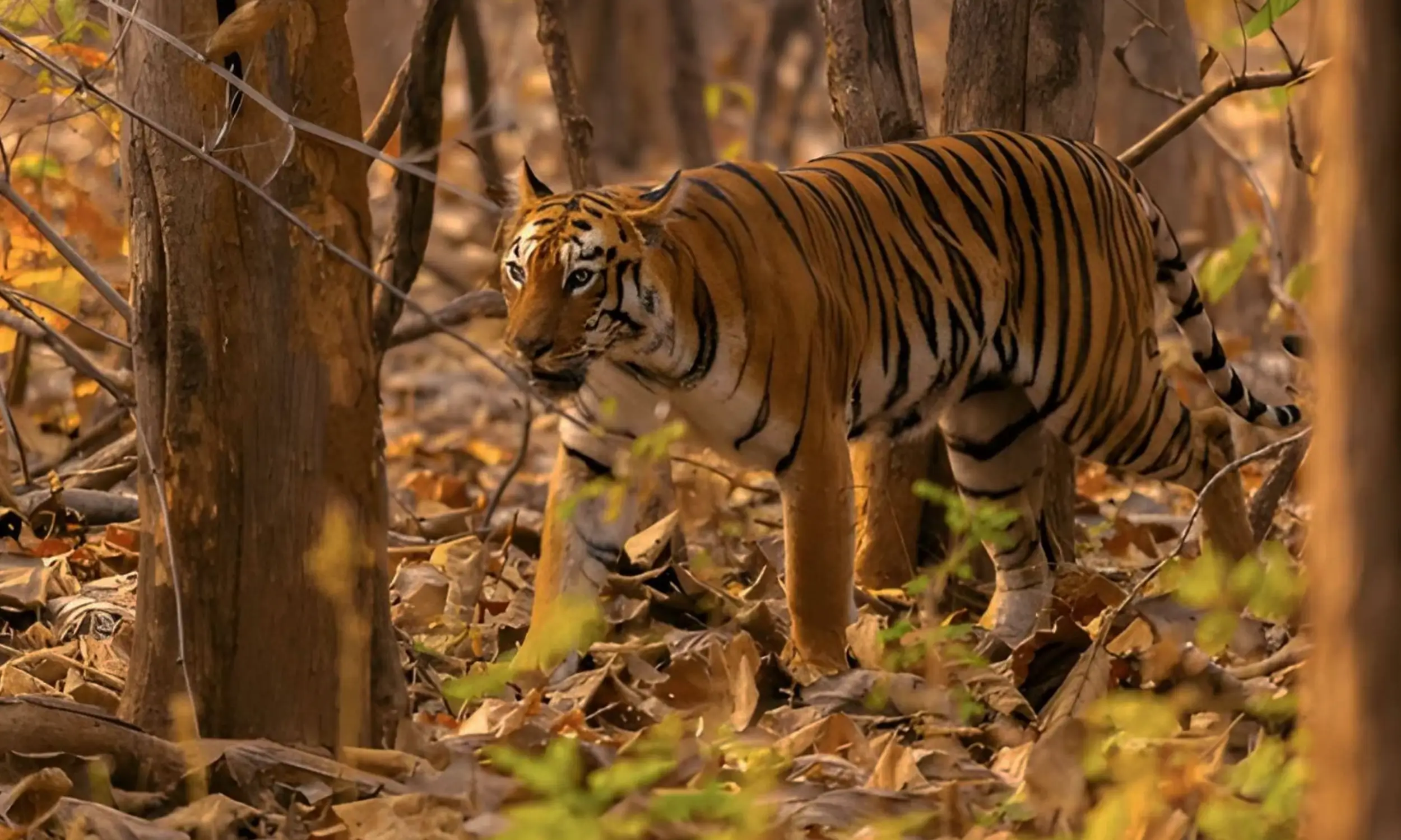 Tadoba National Park - Maharashtra