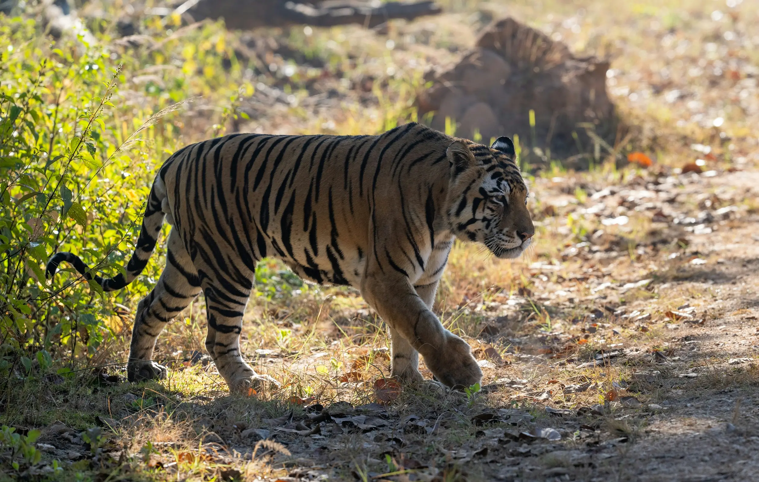 Places to Visit Near Tadoba National Park, Maharashtra
