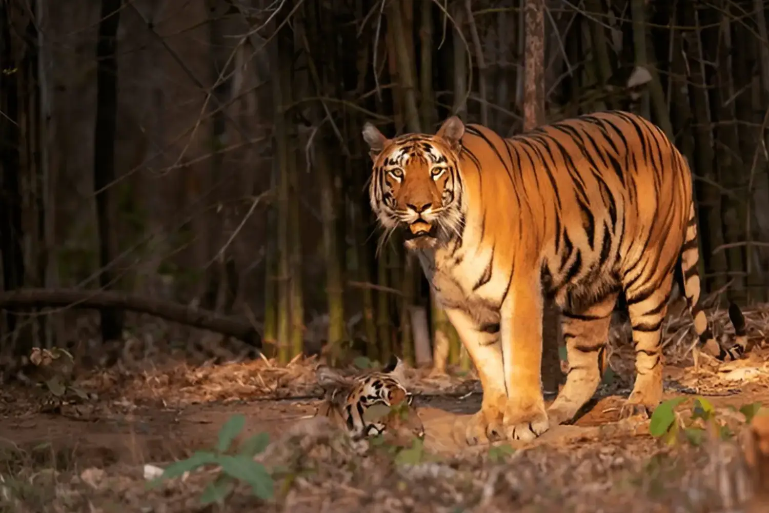 Tadoba Tiger Reserve