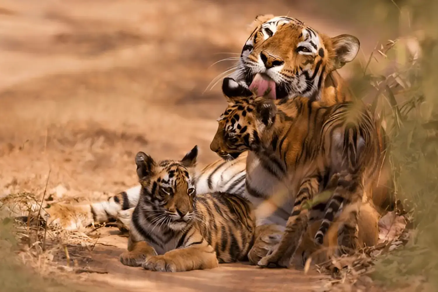 Tadoba Safari with Pench, Kanha & Bandhavgarh National Park