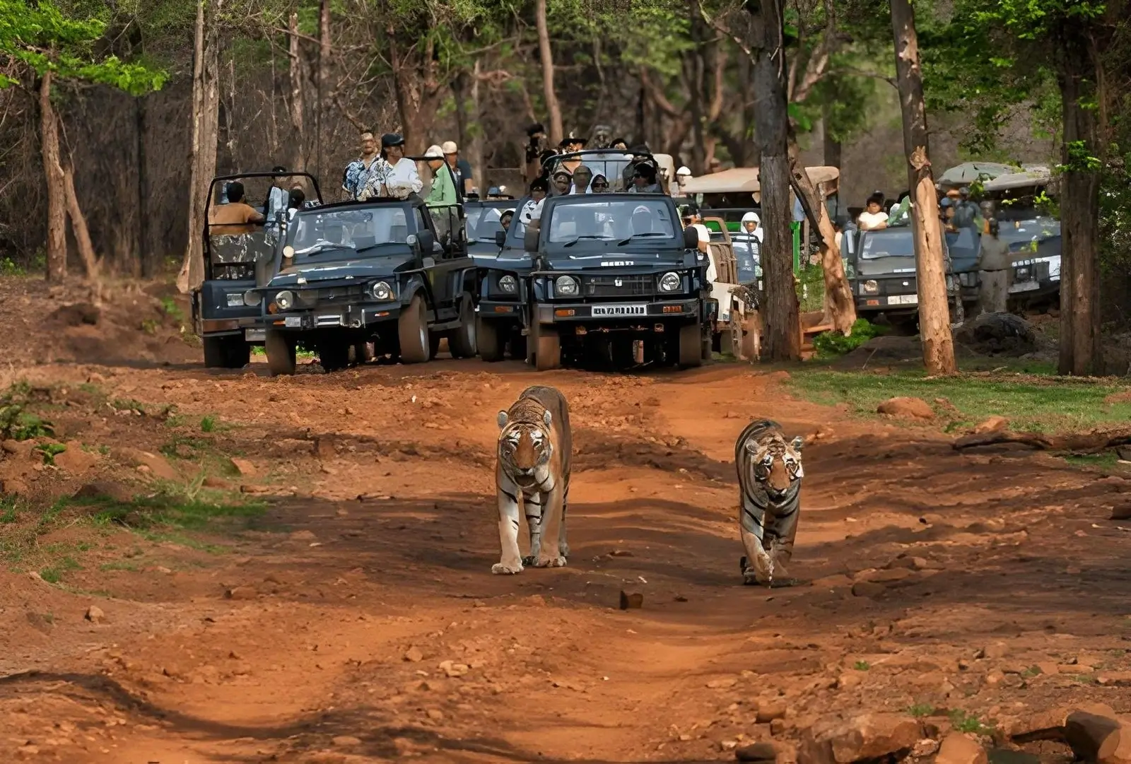 Pench & Kanha Safari Tour - Tadoba National Park, Maharashtra