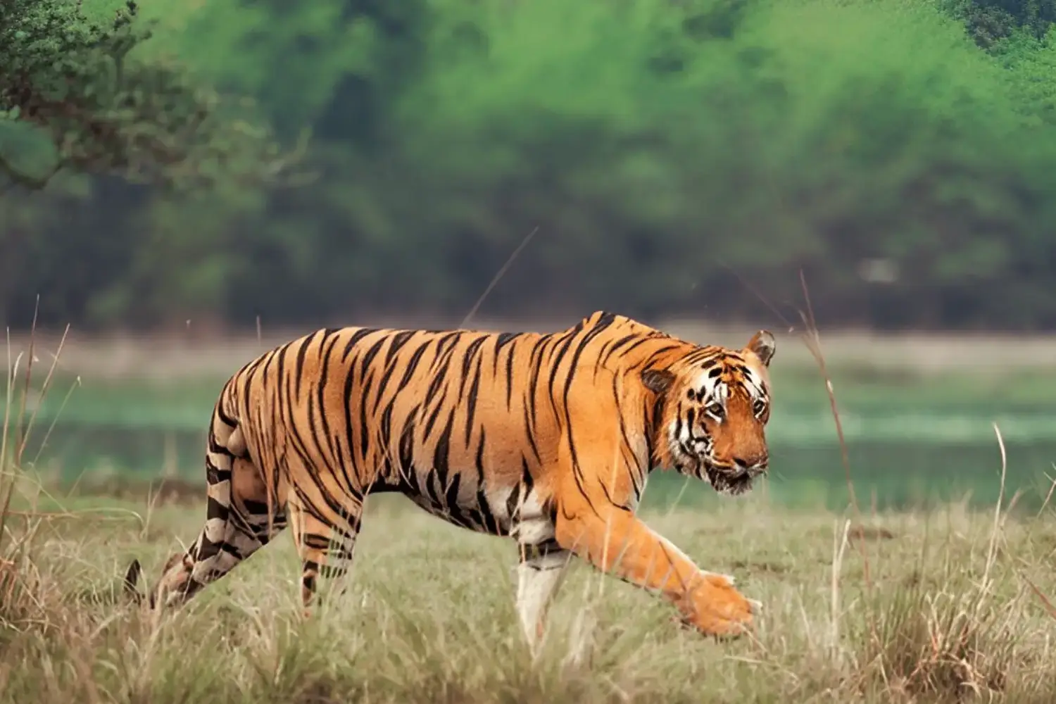 Tadoba Tiger Reserve