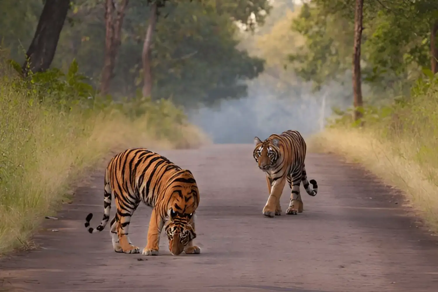 Tadoba National Park