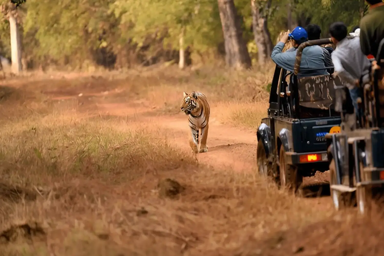 The Tiger land Safari - Tadoba National Park, Maharashtra